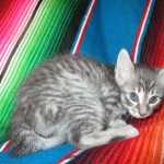 Savannah, F-7C, Silver Spotted, Female DOB 1-17-18