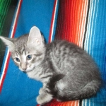 Savannah, F-7C, Silver Spotted, Female DOB 1-17-18