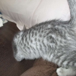 Savannah, F-7C, Silver Spotted, Female DOB 1-17-18