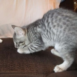 Savannah, F-7C, Silver Spotted, Female DOB 1-17-18