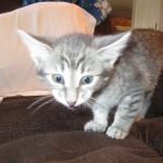 Savannah, F-7C, Silver Spotted, Female DOB 1-17-18