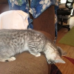 Savannah, F-7C, Silver Spotted, Female DOB 1-17-18