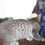 Savannah, F-7C, Silver Spotted, Female DOB 1-17-18