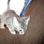 Savannah, F-7C, Silver Spotted, Female DOB 1-17-18