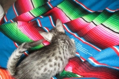 Aria, Savannah, F-7C Silver spotted female DOB 5-7-18