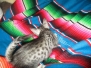 Aria, Savannah, F-7C Silver spotted female DOB 5-7-18