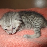 Savannah, F-7C, silver, Female, DOB 5-7-18