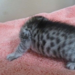 Savannah, F-7C, silver, Female, DOB 5-7-18