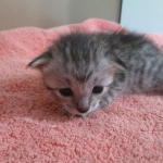 Savannah, F-7C, silver, Female, DOB 5-7-18