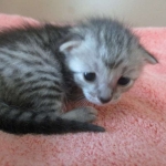 Savannah, F-7C, silver, Female, DOB 5-7-18