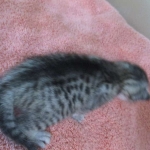 Savannah, F-7C, silver, Female, DOB 5-7-18