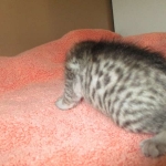 Savannah, F-7C, silver, Female, DOB 5-7-18