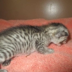 Savannah, F-7C, silver, Female, DOB 5-7-18