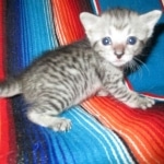 Savannah, F-7C, silver, Female, DOB 5-7-18