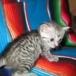 Savannah, F-7C, silver, Female, DOB 5-7-18