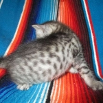 Savannah, F-7C, silver, Female, DOB 5-7-18