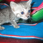 Savannah, F-7C, silver, Female, DOB 5-7-18