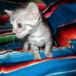 Savannah, F-7C, silver, Female, DOB 5-7-18