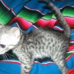 Savannah, F-7C, silver, Female, DOB 5-7-18