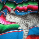 Savannah, F-7C, silver, Female, DOB 5-7-18