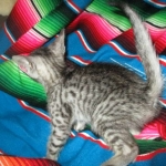 Savannah, F-7C, silver, Female, DOB 5-7-18