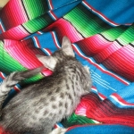 Savannah, F-7C, silver, Female, DOB 5-7-18