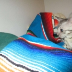 Savannah, F-7C, silver, Female, DOB 5-7-18