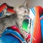 Savannah, F-7C, silver, Female, DOB 5-7-18