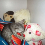 Savannah, F-7C, silver, Female, DOB 5-7-18