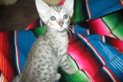 Bongo, Savannah, F-7C Silver spotted Male DOB 5-7-18