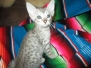 Bongo, Savannah, F-7C Silver spotted Male DOB 5-7-18