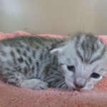 Savannah, F-7C, Silver Spotted Male DOB 5-7-18