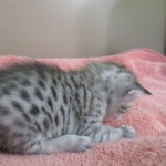 Savannah, F-7C, Silver Spotted Male DOB 5-7-18