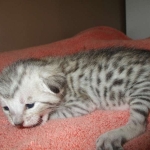 Savannah, F-7C, Silver Spotted Male DOB 5-7-18