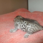 Savannah, F-7C, Silver Spotted Male DOB 5-7-18