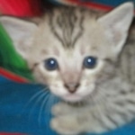 Savannah, F-7C, Silver Spotted Male DOB 5-7-18