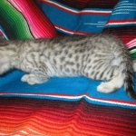 Savannah, F-7C, Silver Spotted Male DOB 5-7-18