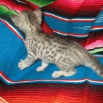 Savannah, F-7C, Silver Spotted Male DOB 5-7-18