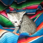 Savannah, F-7C, Silver Spotted Male DOB 5-7-18