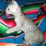 Savannah, F-7C, Silver Spotted Male DOB 5-7-18