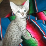 Savannah, F-7C, Silver Spotted Male DOB 5-7-18