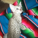 Savannah, F-7C, Silver Spotted Male DOB 5-7-18