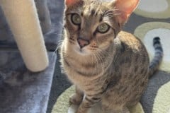 Rex Savannah F-7C BST Male DOB 4-25-20 CL