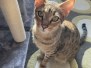 Rex Savannah F-7C BST Male DOB 4-25-20 CL