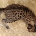 Savannah, F-7C, Male, BST, DOB 4-25-20