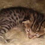 Savannah, F-7C, Male, BST, DOB 4-25-20