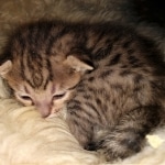 Savannah, F-7C, Male, BST, DOB 4-25-20