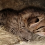 Savannah, F-7C, Male, BST, DOB 4-25-20