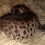 Savannah, F-7C, Male, BST, DOB 4-25-20