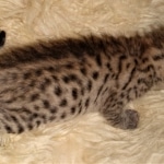 Savannah, F-7C, Male, BST, DOB 4-25-20